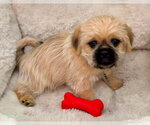 Small #1 Pug