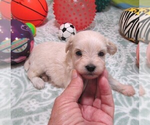 Wapoo Puppy for Sale in RATTAN, Oklahoma USA
