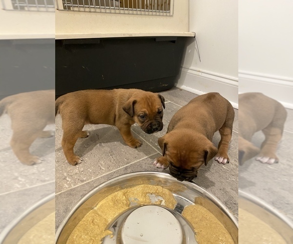 View Ad American Pit Bull TerrierRhodesian Ridgeback Mix Puppy for