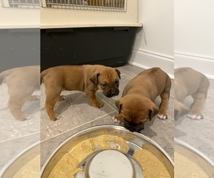 American Pit Bull Terrier-Rhodesian Ridgeback Mix Puppy for sale in CLARKSVILLE, TN, USA