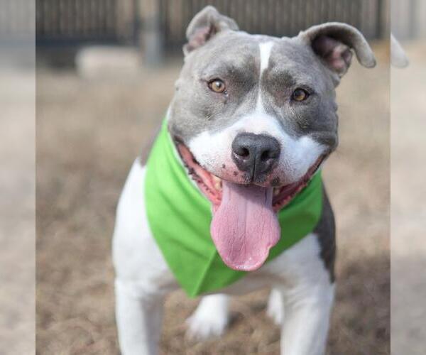Medium Photo #1 American Staffordshire Terrier-Unknown Mix Puppy For Sale in San Antonio, TX, USA