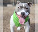 Small American Staffordshire Terrier Mix