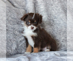 Small Photo #3 Miniature Australian Shepherd Puppy For Sale in NARVON, PA, USA