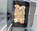 Small Photo #4 Golden Retriever Puppy For Sale in PAULINE, SC, USA