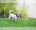 Small #2 Shih Tzu Mix