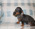 Small #8 Dachshund