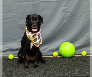 Labrottie Dogs for adoption in Sanford, FL, USA