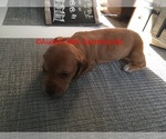 Small Photo #1 Dachshund Puppy For Sale in SOUTH NEWFANE, VT, USA