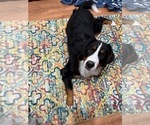 Small Photo #1 Bernese Mountain Dog Puppy For Sale in BROOKHAVEN, MS, USA