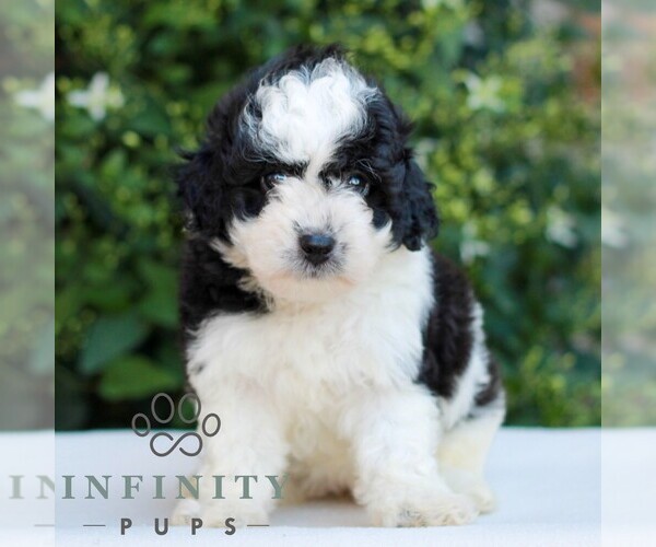 Medium Photo #1 Havapoo Puppy For Sale in NEWMANSTOWN, PA, USA