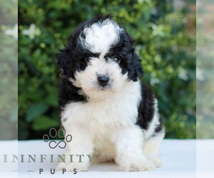 Havapoo Puppy for sale in NEWMANSTOWN, PA, USA