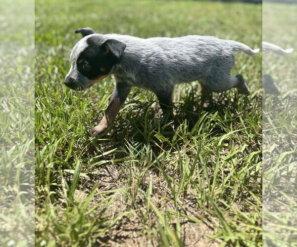 Medium Photo #4 Mutt Puppy For Sale in Valrico, FL, USA