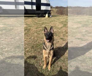 Mother of the German Shepherd Dog puppies born on 07/24/2026
