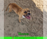 Small #4 American Bulldog Mix