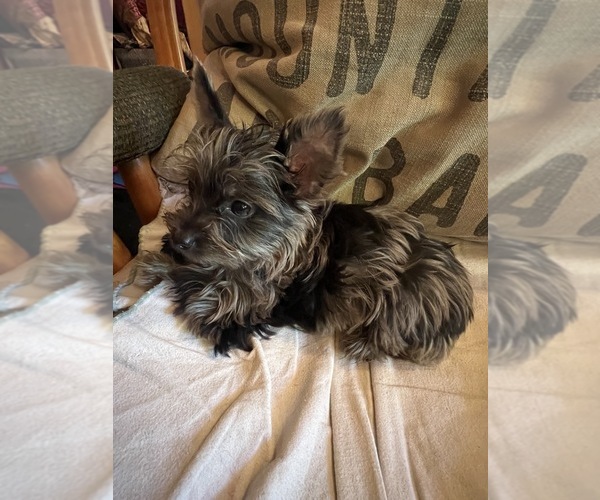 Medium Photo #1 Yorkshire Terrier Puppy For Sale in CASCADE, ID, USA