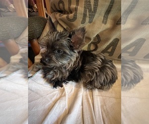 Yorkshire Terrier Puppy for Sale in CASCADE, Idaho USA