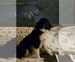 Small #3 Australian Shepherd-Spaniel Mix