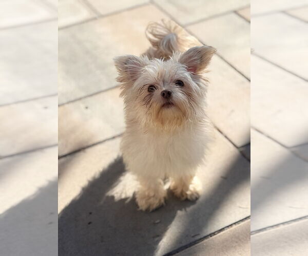 Medium Photo #5 Maltese-Unknown Mix Puppy For Sale in Tenafly, NJ, USA