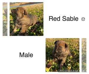 German Shepherd Dog Puppy for sale in EATONTON, GA, USA