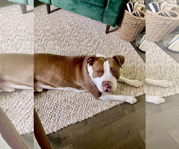 Medium Photo #12 Mutt Puppy For Sale in Alexandria, VA, USA