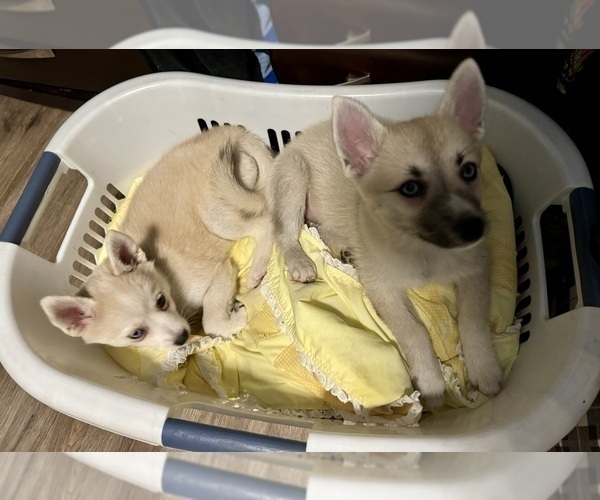 Medium Photo #115 Pomsky Puppy For Sale in LOVELAND, CO, USA