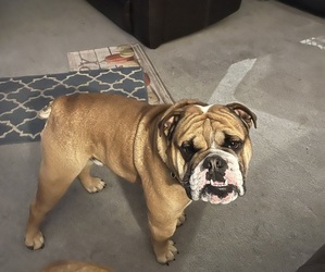 Father of the Bulldog puppies born on 06/08/2025