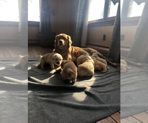Mother of the Golden Retriever puppies born on 02/05/2023