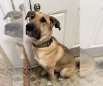 Small German Shepherd Dog Mix