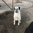 Small Photo #1 Anatolian Shepherd Puppy For Sale in AGUANGA, CA, USA