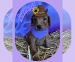 Puppy 2 Goldendoodle-Poodle (Miniature) Mix
