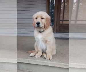 Golden Retriever Puppy for sale in CLINTON, MO, USA