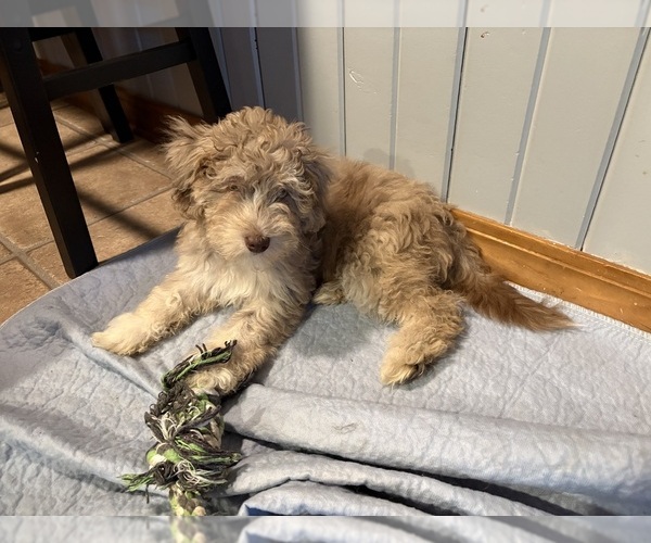Medium Photo #2 Aussiedoodle-Labradoodle Mix Puppy For Sale in WAYNESFIELD, OH, USA