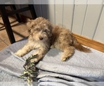 Small #1 Aussiedoodle-Labradoodle Mix