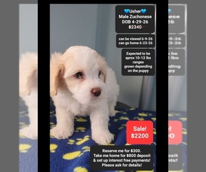 Havanese-Zuchon Mix Puppy for sale in TUCSON, AZ, USA