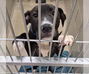 Mutt Dogs for adoption in Decatur, IL, USA