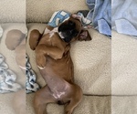 Small Photo #29 Boxer Puppy For Sale in COWETA, OK, USA