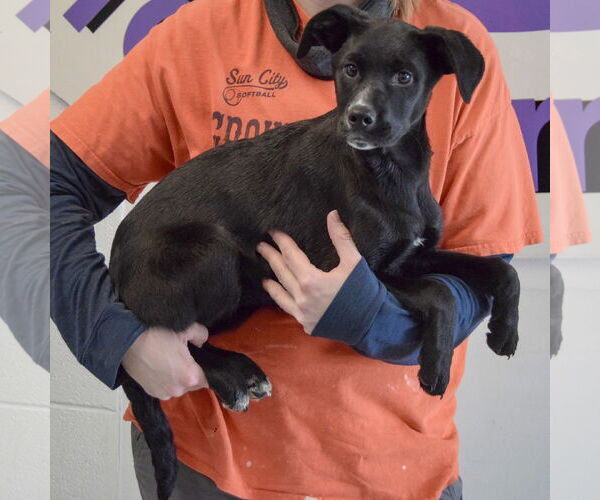 Medium Photo #2 German Shepherd Dog-Unknown Mix Puppy For Sale in Huntley, IL, USA