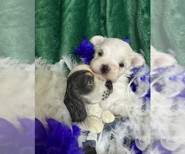 Medium Photo #8 Maltese Puppy For Sale in FREDONIA, KS, USA