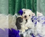 Small #7 Maltese