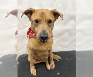 Labrador Retriever-Unknown Mix Dogs for adoption in Euless, TX, USA