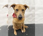 Small Labrador Retriever Mix