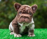 Small #1 French Bulldog