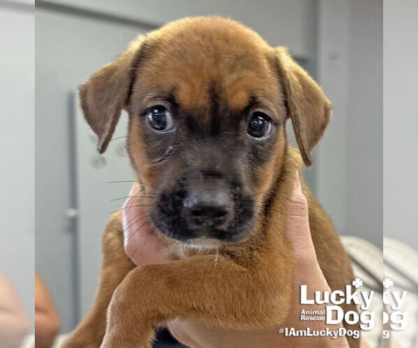 Medium Photo #1 Labrador Retriever-Unknown Mix Puppy For Sale in Washington, DC, USA