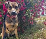 Small German Shepherd Dog Mix