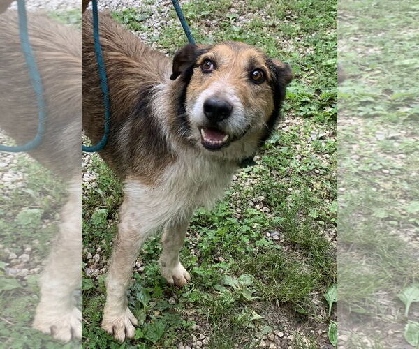 Medium Photo #2 Red Heeler-Unknown Mix Puppy For Sale in Harrison, AR, USA