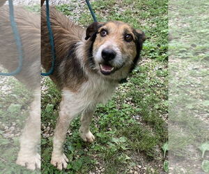 Roy Rogers - Male Red Heeler-Unknown Mix Dog for Adoption - Photo #2