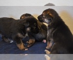 Small Photo #16 German Shepherd Dog-Siberian Husky Mix Puppy For Sale in LOS GATOS, CA, USA