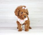 Small Photo #12 Poodle (Miniature) Puppy For Sale in LAS VEGAS, NV, USA