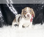 Small #7 Dachshund