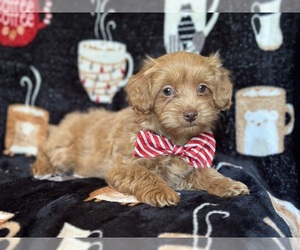 Poovanese Puppy for Sale in LAKELAND, Florida USA